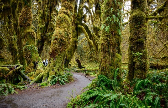 The Hoh Rainforest in Olympic National Park